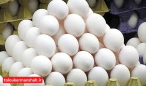 آغاز توزیع روزانه ۱۰ تن “تخم‌مرغ” با نرخ مصوب دولتی در کرمانشاه