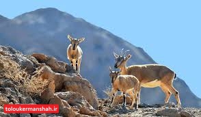 خطر بیخ گوش حیات وحش کرمانشاه!