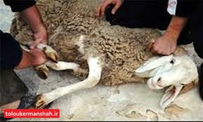 دست خالی دامپزشکی و جولان مراکز کشتار غیرمجاز دام در کرمانشاه