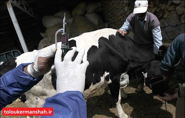 دامهای سنگین را علیه تببرفکی واکسینه کنید