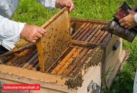 “کرونا” سرشماری زنبورستان‌های کرمانشاه را لغو کرد