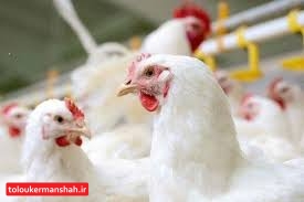 بیماری “همنوع خواری طیور” مشکلی برای انسان ایجاد نمیکند