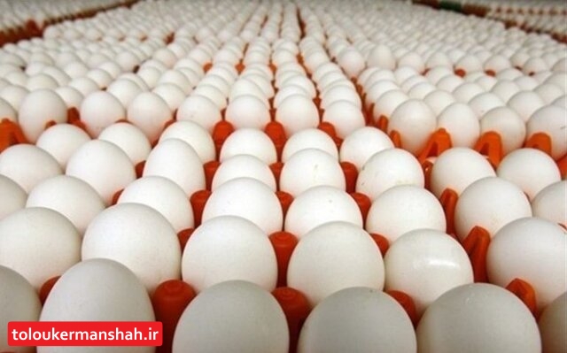 کمبود ۱۰ هزار تنی تولید تخم‌مرغ در کرمانشاه