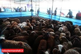 افزایش ۱۰ هزار تومانی قیمت دام زنده بدلیل قاچاق
