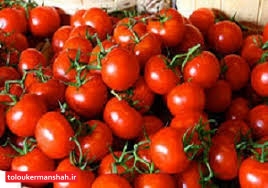 تجارت گوجه به مرز عراق دلیل گرانی و نوسان قیمت در بازار داخلی/امروزدر کرمانشاه گوجه کیلویی ۲هزار تومان‼️