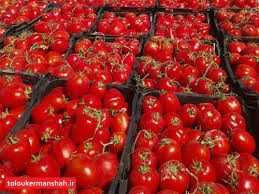 برگشت نیمی از کامیون‌های گوجه‌فرنگی از مرزهای استان کرمانشاه / متولیان تجارت پاسخگوی افزایش قیمت داخل و خرابی بار در مرزها باشند