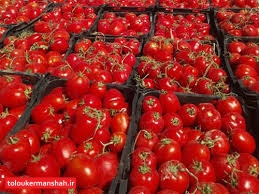 برگشت نیمی از کامیونهای گوجهفرنگی از مرزهای استان کرمانشاه / متولیان تجارت پاسخگوی افزایش قیمت داخل و خرابی بار در مرزها باشند