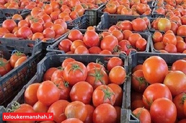 چرا عراق محموله صادراتی گوجه ایران را برگشت زد؟!