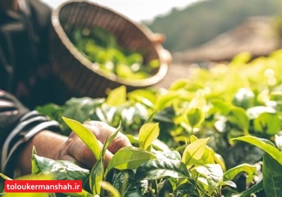تولید نانو محلول آنتیباکتریال برپایه اسانس گیاهان دارویی در سنقر آغاز شد