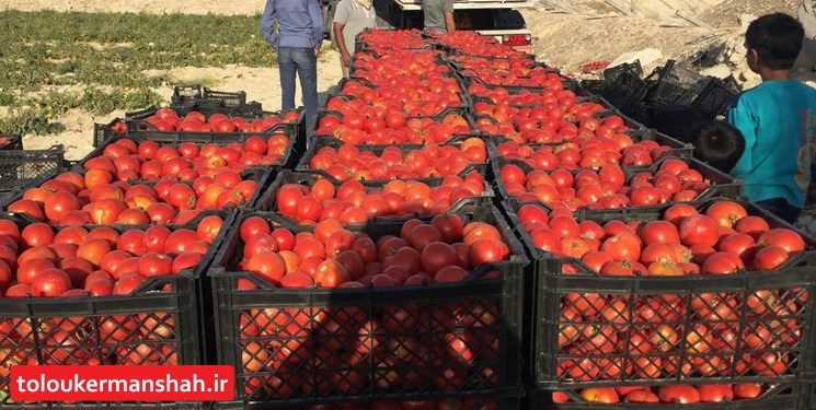 حیف و میل شدن گوجه‌فرنگی صادراتی در مرز پرویزخان