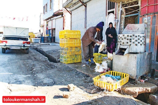 بساط زنده‌فروشی مرغ در کرمانشاه جمع می‌شود؟