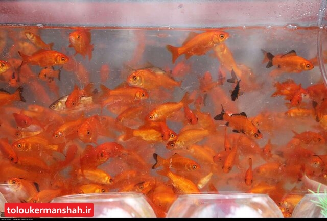 بازار فروش پنج میلیونی “ماهی قرمز” در کرمانشاه/احتمال شیوع کرونا از طریق ماهی های قرمز رد شد