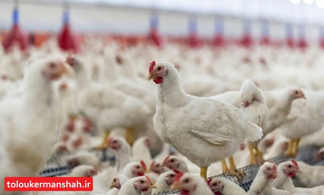 نابسامانی بازار مرغ از کجا آب میخورد؟