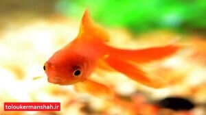 “ماهی قرمز” کرونا دارد؟