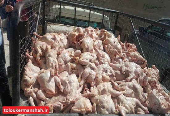 کشف مرغ فلهای غیربهداشتی در کرمانشاه
