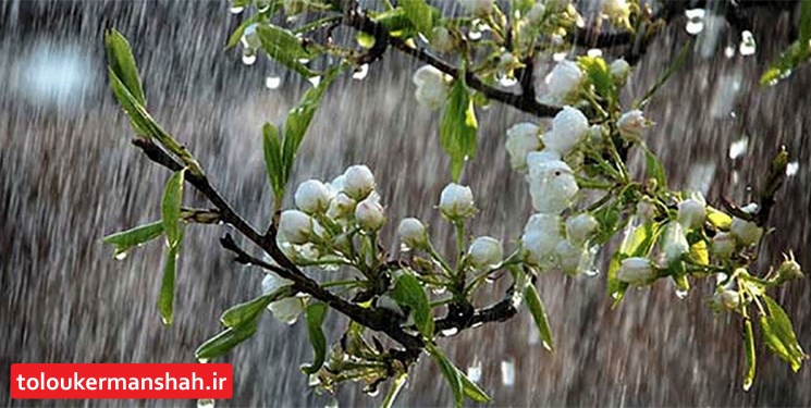 کشاورزان کرمانشاهی برای بارندگی خوب منتظر «اردیبهشت‌» باشند