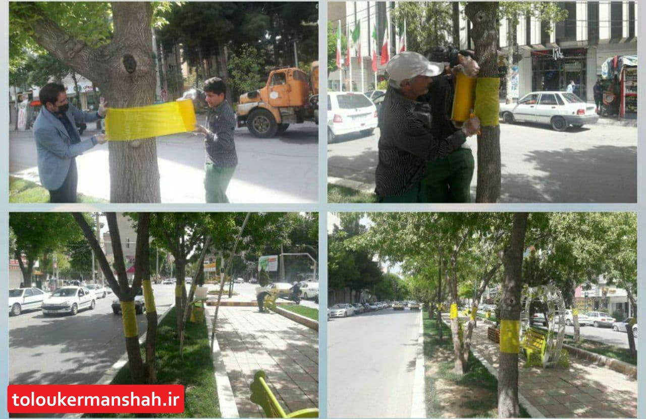 برای اولین بار در شهر کرمانشاه تله رنگی جایگزینی برای سموم شیمیایی در کنترل آفات