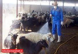 شناسایی بیماری تب خونریزیدهنده کریمهکنگو در کرمانشاه/ گوشت را از مراکز معتبر تهیه کنید