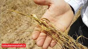آغاز پرداخت خسارت خشکسالی به کشاورزان دیمکار کرمانشاه