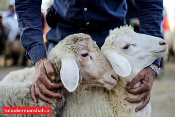 نظارت ۳۳ اکیپ دامپزشکی بر ذبح دامهای نذری در تاسوعا و عاشورا در کرمانشاه