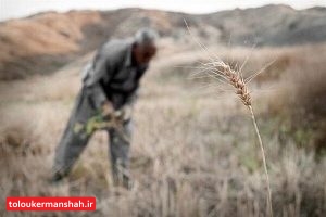 امهال وامهای کشاورزان خسارت دیده از خشکسالی در کرمانشاه