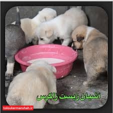 شهرداری کرمانشاه حامی حقوق حیوانات است