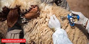 گمرک کرمانشاه میتواند پایلوت صادرات دام زنده غرب کشور باشد