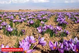 هکتار به اراضی زیرکشت زعفران کرمانشاه اضافه شد