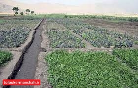 سبزیجات آلوده به فاضلاب سریعا امحا شوند/ مقابله با کشت های پرآب در کرمانشاه