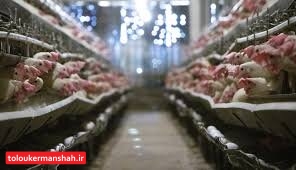 افزایش ۵۰ درصدی جوجه‌ریزی در کرمانشاه/ شب یلدا کمبود مرغ نداریم