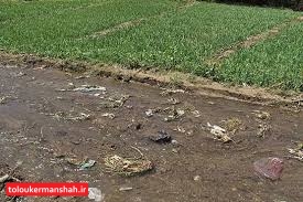 چهار هکتار سبزیکاری آلوده در کرمانشاه تخریب شد