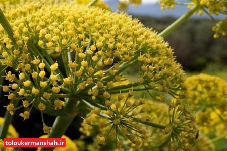 اگر زود عصبی می شوید این گیاه را فراموش نکنید