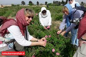 گردشگری کشاورزی به عنوان یکی از جذابیتهای جدید مورد توجه است