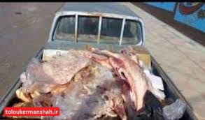 کشف ۲ تن گوشت غیرمجاز در کرمانشاه