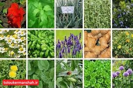 زیاده روی در مصرف گیاهان دارویی ممنوع!