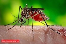 ورود یک «پشه» دردسرساز به کشور و خطر انتقال سه بیماری ویروسی