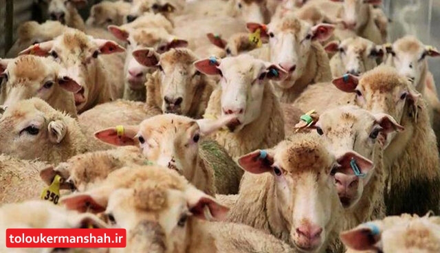 شیوه نادرست صادرات، عامل گرانی گوشت گوسفند است