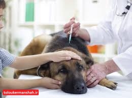 کلینیک‌های حیوانات خانگی خطری برای سلامت شهروندان ندارند