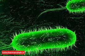 شناسایی یک مورد ابتلا به “وبا” در کرمانشاه/ تمام شهرستان‌ها مجهز به تجهیزات تشخیصی هستند