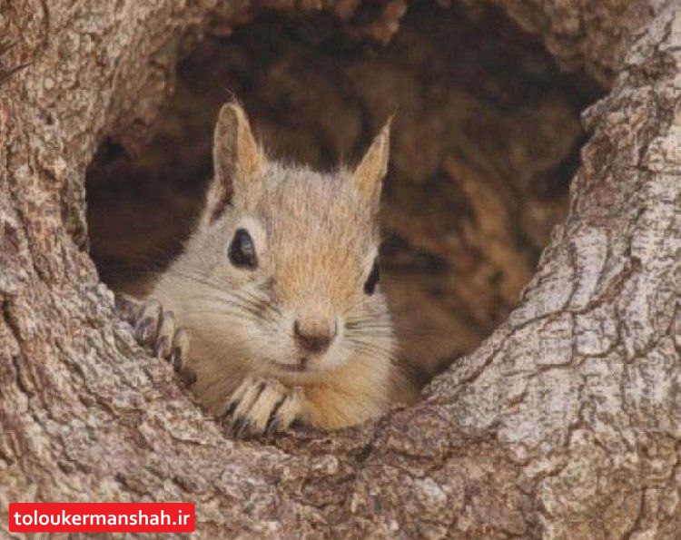 چوب حراج قاچاقچیان به سنجاب ‌های زاگرس/ فروش سنجاب ‌های کرمانشاه به درهم و دینار،۱ و نیم تا ۲ میلیون تومان!