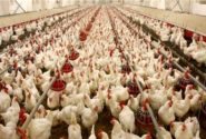 کرمانشاه می‌تواند مرغ مورد نیاز اقلیم کردستان عراق را تامین کند/ استاندار پیگیری کند