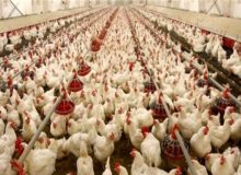 کرمانشاه می‌تواند مرغ مورد نیاز اقلیم کردستان عراق را تامین کند/ استاندار پیگیری کند