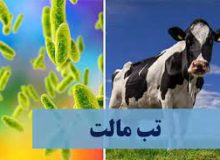 راه‌های ابتلا به بیماری تب مالت کدام است؟