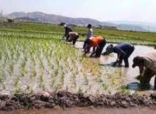 رشد شالیزارها در شرق کرمانشاه/برخورد با کشت برنج بازدارنده نیست