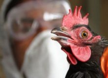 توصیه‌هایی برای پیشگیری از “آنفلوآنزای‌ فوق‌ حاد پرندگان” در فصل سرما
