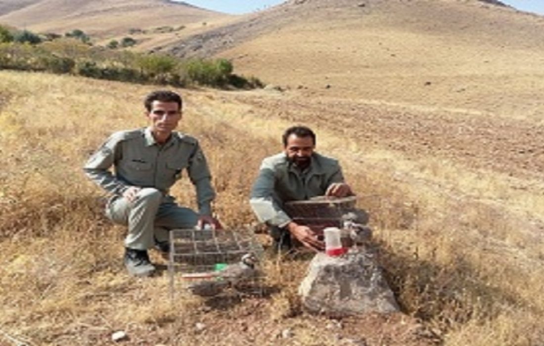 دستگیری شکارچیان متخلف و غیرمجاز ۲ راس گراز وحشی در شهرستان دالاهو
