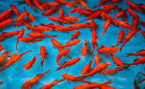 ماهی قرمز برای سایر آبزیان‌خطرآفرین است/رهاسازی در مکان‌های موردقبول شهرداری انجام شود