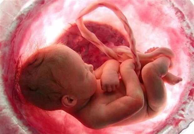 برای مقابله با «سقط» همه دستگاه‌ها پای کار بیایند
