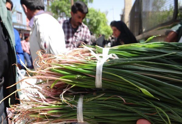 بازار داغ برداشت گیاهان خودروی بهاری در کرمانشاه/ این گیاهان را از ریشه نکنید