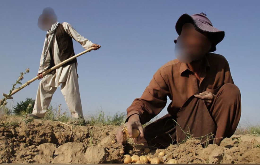 برخورد جدی با استخدام غیرمجاز اتباع در کشاورزی کرمانشاه